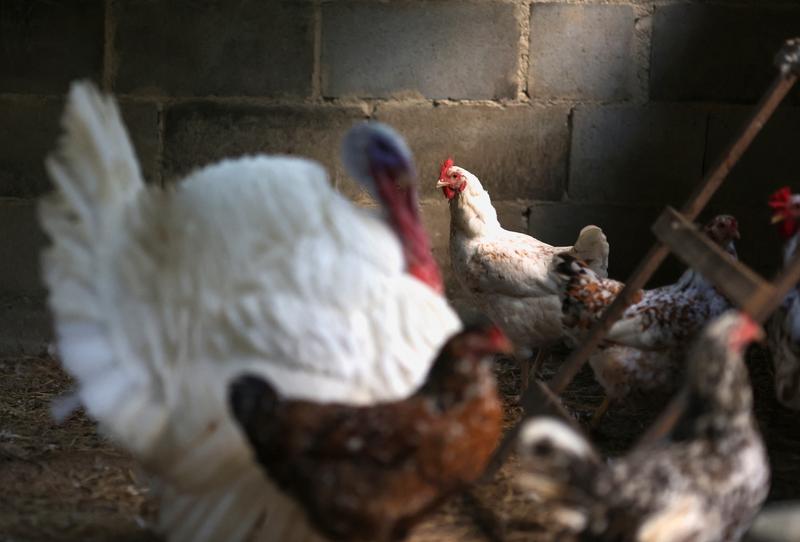 Brazil poultry lobby sees little risk of nationwide export ban over bird flu